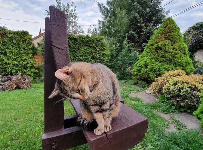 Ilike * Balatonfüred